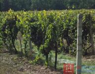Prodej, vinice 226 685 m2, Božice - Oleksovice