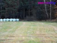 Prodej, Zemědělská půda, 5474 m2 - Majdalena