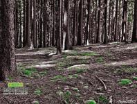 Prodej, Lesy, 891 525m2 - Přibyslav ( Nové Město nad Metují 3km, Náchod 7km, Rychnov nad Kněžnou 29