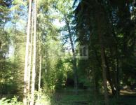 Prodej lesních pozemků - 1,3ha - Písecká Smoleč