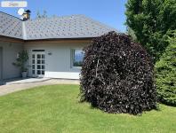 Prodej rodinného domu 225 m2, pozemek 2 091 m2